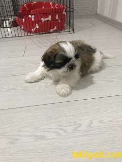 Mini Mini Oğluşumuza Yuva Arıyoruz 1