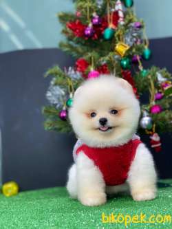 Mini Mini Tcup Pomeryan Boo Yavrularımız 2
