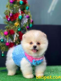 Mini Mini Tcup Pomeryan Boo Yavrularımız 3