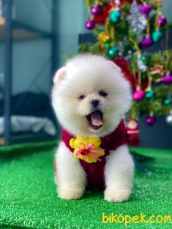 Mini Mini Tcup Pomeryan Boo Yavrularımız 5