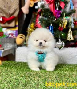 Mini Minnacık Pomeranian Boo Wc Eğitimli Pasaportlu 2