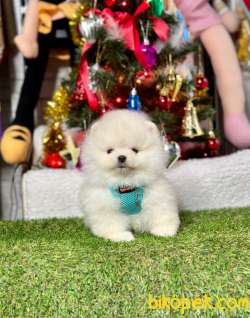 Mini Minnacık Pomeranian Boo Wc Eğitimli Pasaportlu 4