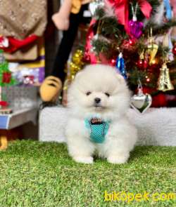 Mini Minnacık Pomeranian Boo Wc Eğitimli Pasaportlu 3