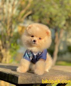 Mini Minnoş Pomeranian Oğlumuz 4