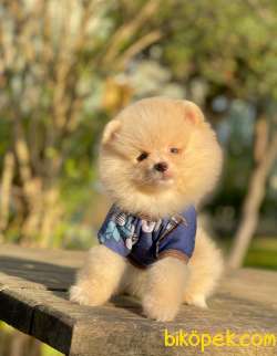 Mini Minnoş Pomeranian Oğlumuz 2