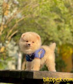 Mini Minnoş Pomeranian Oğlumuz 3