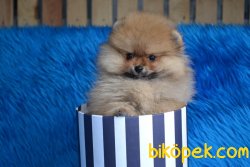 MİNİ POMERANİAN BOO 3