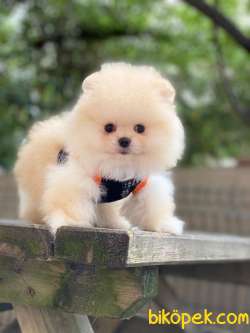 Mini Pomeranian Boo Bebekler