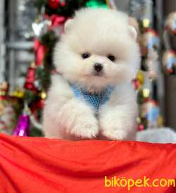 Mini Pomeranian Boo Wc Eğitimli MİCROCHİPLİ Pasaportlu 3