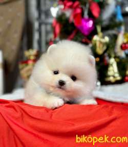 Mini Pomeranian Boo Wc Eğitimli MİCROCHİPLİ Pasaportlu 2