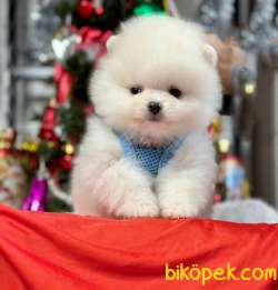 Mini Pomeranian Boo Wc Eğitimli MİCROCHİPLİ Pasaportlu