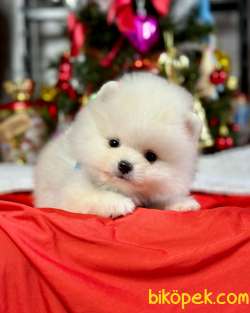 Mini Pomeranian Boo Wc Eğitimli MİCROCHİPLİ Pasaportlu 4