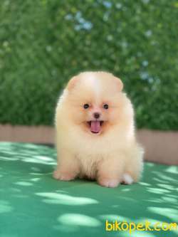 Mini Pomeranian Yavrumuz Dobby 2