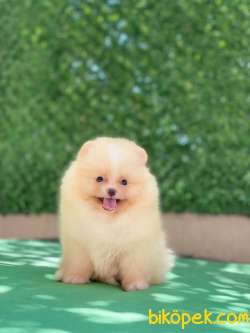 Mini Pomeranian Yavrumuz Dobby 4