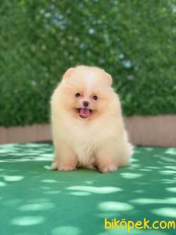 Mini Pomeranian Yavrumuz Dobby 3