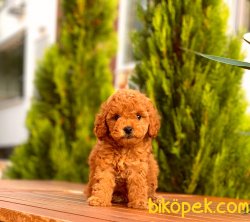 Mini Red Brow Yavrular 2