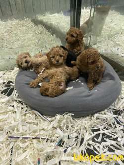 Mini Red Brown,red,apricot Ve Siyah Toy Poodle 4