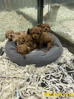 Mini Red Brown,red,apricot Ve Siyah Toy Poodle 2