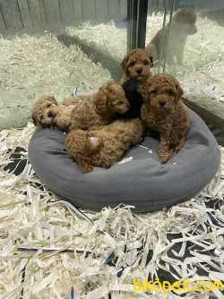 Mini Red Brown,red,apricot Ve Siyah Toy Poodle 1