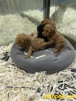 Mini Red Brown,red,apricot Ve Siyah Toy Poodle 3