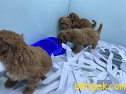Mini Redbrown Poodle Yavrularımız 4