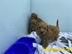 Mini Redbrown Poodle Yavrularımız 5
