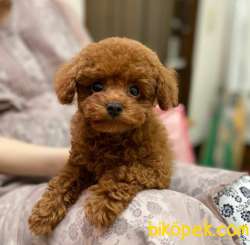 Mini Safkan Red Brownn Toy Poodle Yavrularimiz 2