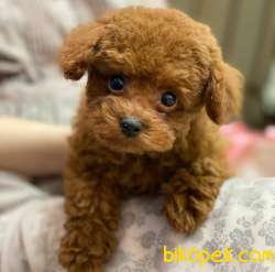 Mini Safkan Red Brownn Toy Poodle Yavrularimiz 3