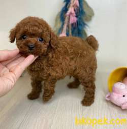 Mini Safkan Red Brownn Toy Poodle Yavrularimiz 1