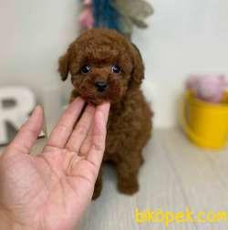 Mini Safkan Red Brownn Toy Poodle Yavrularimiz 4