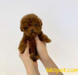Mini Safkan Red Brownn Toy Poodle Yavrularimiz 4