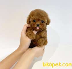 Mini Safkan Red Brownn Toy Poodle Yavrularimiz 1