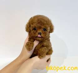 Mini Safkan Red Brownn Toy Poodle Yavrularimiz 3