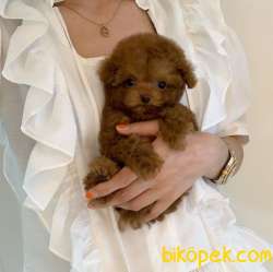 Mini Safkan Red Brownn Toy Poodle Yavrularimiz 5