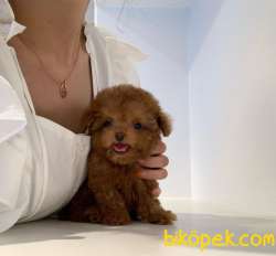 Mini Safkan Red Brownn Toy Poodle Yavrularimiz 4