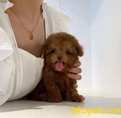 Mini Safkan Red Brownn Toy Poodle Yavrularimiz 1