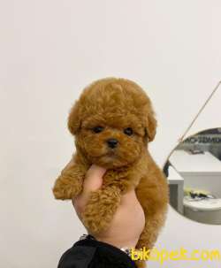 Mini Safkan Red Brownn Toy Poodle Yavrularimiz 3