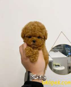 Mini Safkan Red Brownn Toy Poodle Yavrularimiz 2