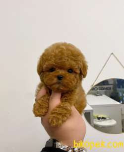 Mini Safkan Red Brownn Toy Poodle Yavrularimiz 1