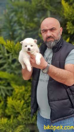 MİNİ SPİTZ YAVRU 3