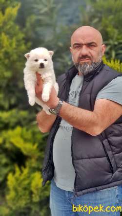 MİNİ SPİTZ YAVRU 2