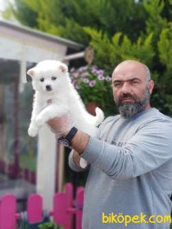 MİNİ SPİTZ YAVRU 2