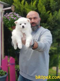 MİNİ SPİTZ YAVRU 4