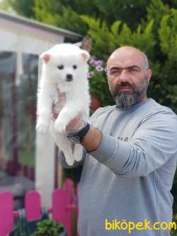 MİNİ SPİTZ YAVRU 1