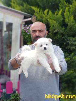 MİNİ SPİTZ YAVRU 3