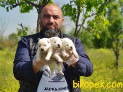 MİNİ SPİTZ YAVRULAR 1