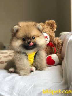MİNİ TEA CUP  POMERANİAN  BOO 3