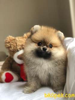 MİNİ TEA CUP  POMERANİAN  BOO 1