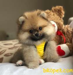 MİNİ TEA CUP  POMERANİAN  BOO 2