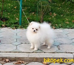 Mini Teacup Pomeranianboo  1 Kg 16cm 4
